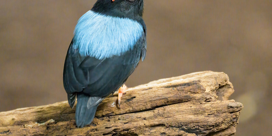 In South America, the blue manakin stands out for its sophisticated group choreography.