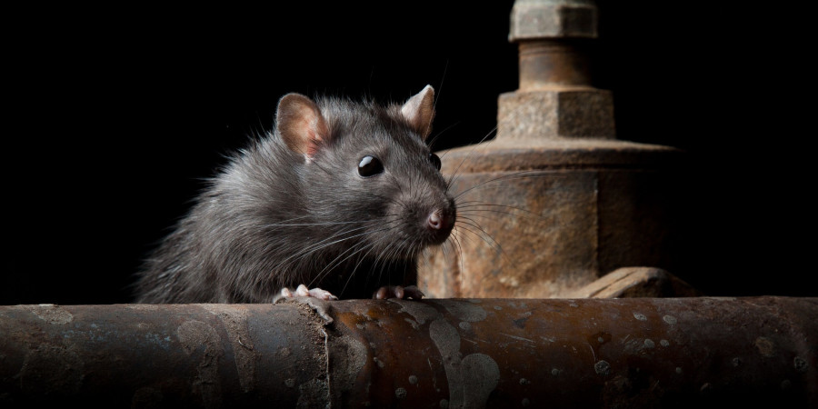 Rats are New York's latest tourist attraction.