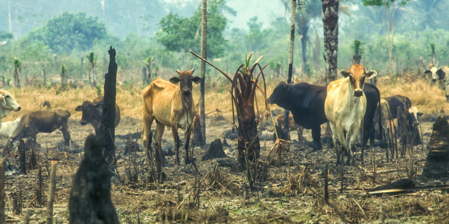 De grandes marques de mode contribueraient à la déforestation de la forêt amazonienne, en raison de leurs liens avec des tanneries et d'autres entreprises impliquées dans la production de cuir.