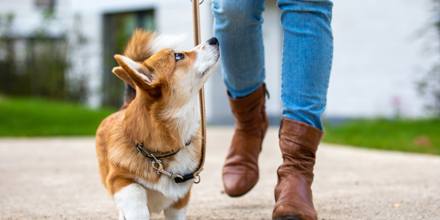 S'occuper de son animal de compagnie, une charge qui revient le plus souvent à la femme dans un couple.