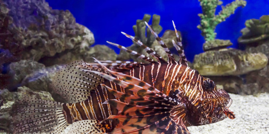 Une start-up américaine crée du cuir de poisson à partir d'une espèce considérée comme invasive, et dangereuse pour la biodiversité.