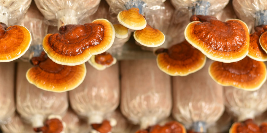Porte-bonheur dans certaines cultures, le reishi, surnommé le "champignon de l’immortalité", est apprécié pour ses propriétés anti-âge en cosmétique.
